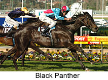 Black Panther (16544 bytes)