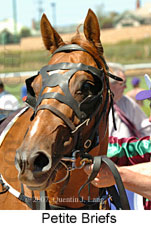 Petite Briefs (16727 bytes)