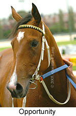 Opportunity (18294 bytes)