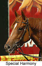 Special Harmony (13882 bytes)