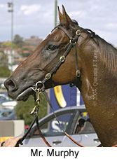 Mr. Murphy (13295 bytes)