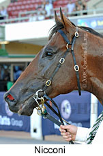 Nicconi (18294 bytes)