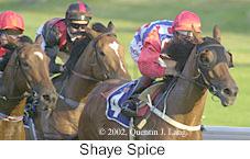 r3shaye_spice2.jpg (9566 bytes)