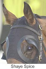 r3shayespice3.jpg (7080 bytes)