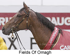 Fields Of Omagh (12815 bytes)