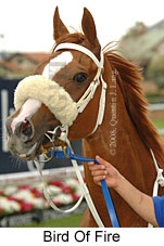 Bird Of Fire (18294 bytes)