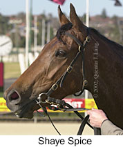 r4shayespice2.jpg (13306 bytes)