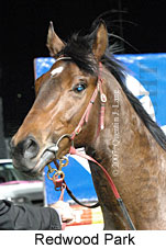 Redwood Park (17134 bytes)