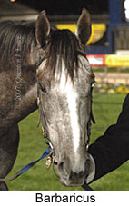 Barbaricus (17134 bytes)