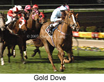 Gold Dove (17134 bytes)