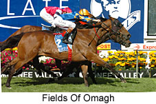 Fields Of Omagh (18294 bytes)