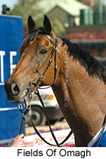 Fields Of Omagh (18294 bytes)