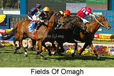 Fields Of Omagh (18294 bytes)