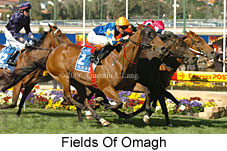 Fields Of Omagh (18294 bytes)