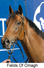 Fields Of Omagh (18294 bytes)