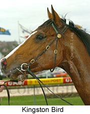 Kingston Bird (14872 bytes)