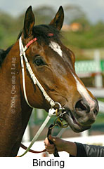 Binding (18507 bytes)