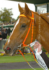 Count Ricardo (18507 bytes)