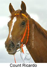 Count Ricardo (18507 bytes)