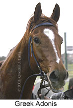 Greek Adonis (9886 bytes)