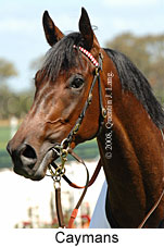 Caymans (18507 bytes)