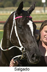 r7salgado2.jpg (13047 bytes)