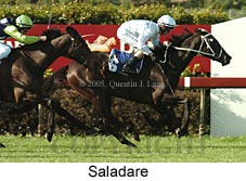 Saladare (14872 bytes)