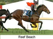 Reef Beach (14872 bytes)