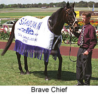 Brave Chief (18184 bytes)