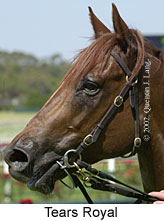 r6tearsroyal3.jpg (12341 bytes)
