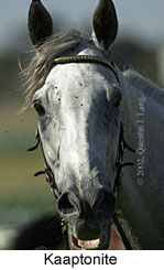 r8kaaptonite2.jpg (10290 bytes)