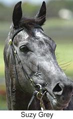 r4suzygrey2.jpg (8856 bytes)