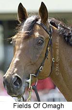 r5fieldsofomagh2.jpg (8963 bytes)