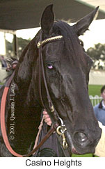 r8casinohghts2.jpg (12781 bytes)